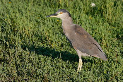 Black-crowned Night-Heron