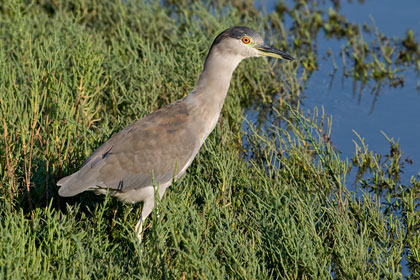 Black-crowned Night-Heron Image @ Kiwifoto.com