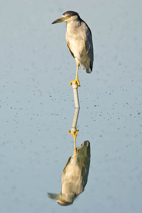 Black-crowned Night-Heron Photo @ Kiwifoto.com