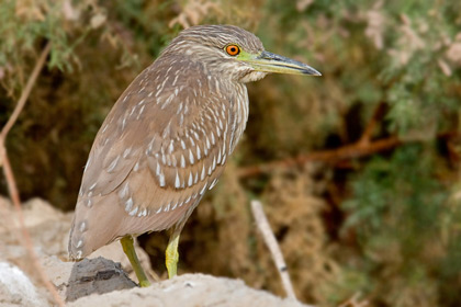 Black-crowned Night-Heron (juvenile)