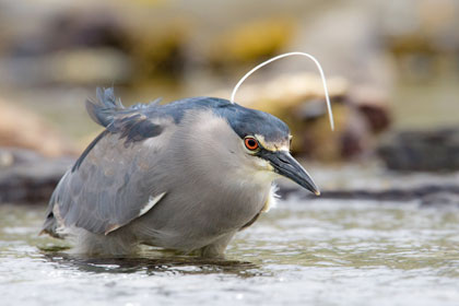 Black-crowned Night-Heron Image @ Kiwifoto.com