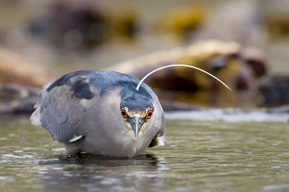 Black-crowned Night-Heron Image @ Kiwifoto.com