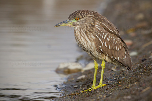 Black-crowned Night-Heron Photo @ Kiwifoto.com