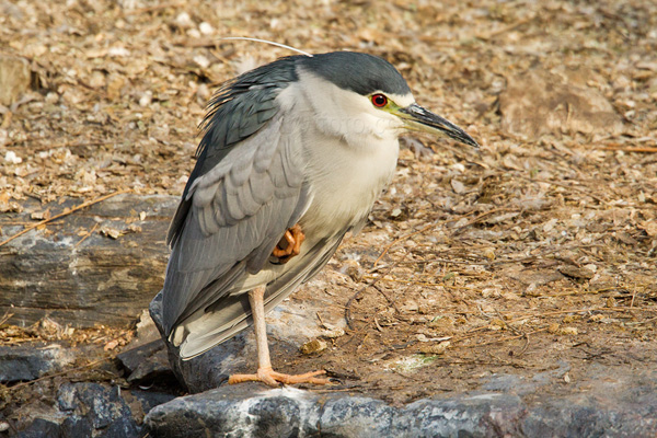 Black-crowned Night-Heron Image @ Kiwifoto.com