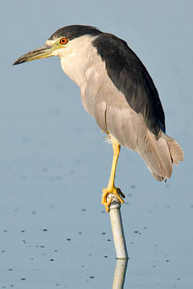 Black-crowned Night-Heron Photo @ Kiwifoto.com