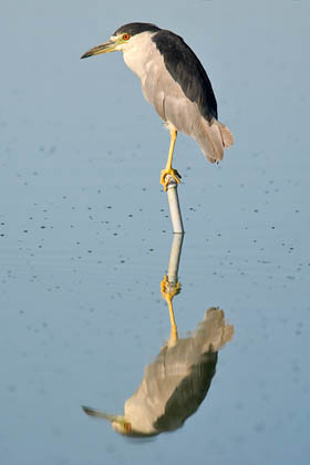 Black-crowned Night-Heron Photo @ Kiwifoto.com