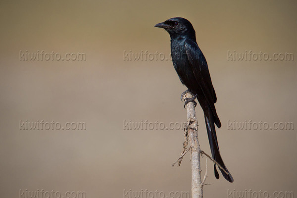 Black Drongo Picture @ Kiwifoto.com