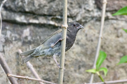 Black-faced Grassquit Photo @ Kiwifoto.com