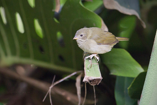 Black-faced Grassquit (female)