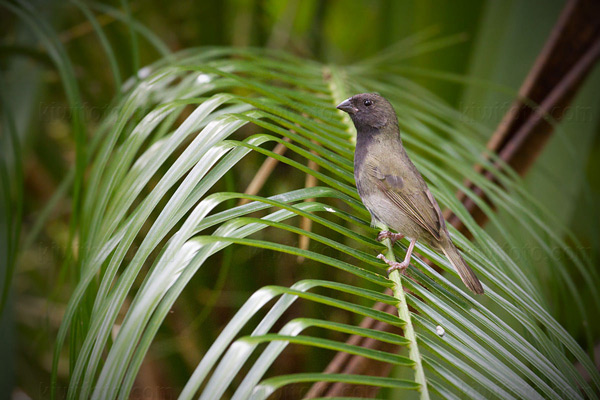 Black-faced Grassquit Photo @ Kiwifoto.com