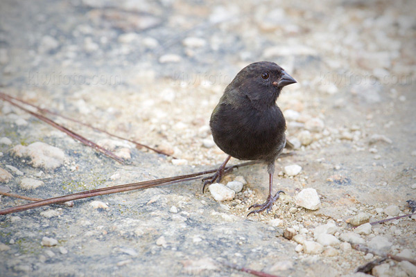 Black-faced Grassquit Picture @ Kiwifoto.com