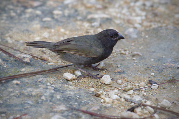 Black-faced Grassquit Picture @ Kiwifoto.com