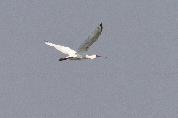 Black-faced Spoonbill Photo @ Kiwifoto.com