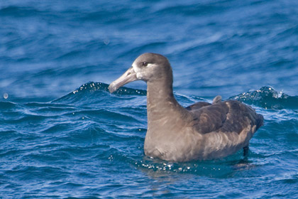 Black-footed Albatross Image @ Kiwifoto.com