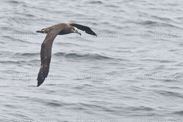 Black-footed Albatross Photo @ Kiwifoto.com