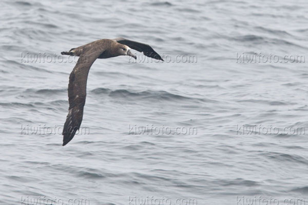 Black-footed Albatross Image @ Kiwifoto.com