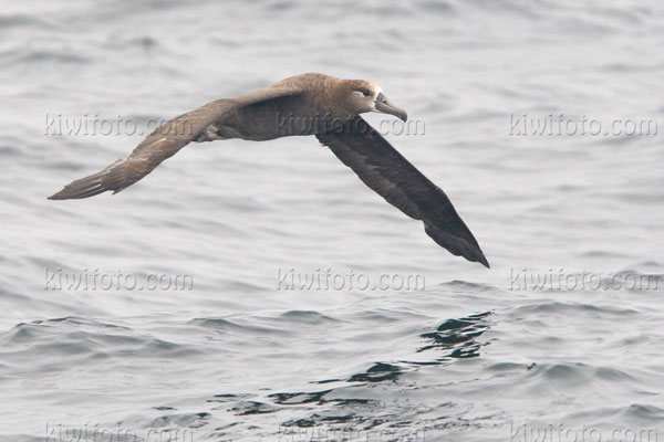 Black-footed Albatross Image @ Kiwifoto.com