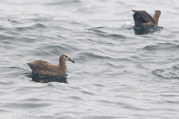 Black-footed Albatross Image @ Kiwifoto.com