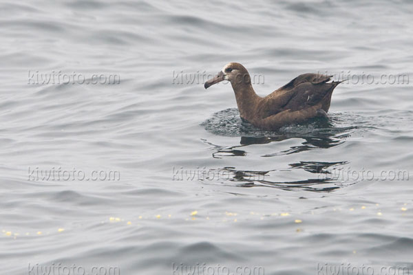 Black-footed Albatross Image @ Kiwifoto.com