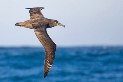 Black-footed Albatross Image @ Kiwifoto.com