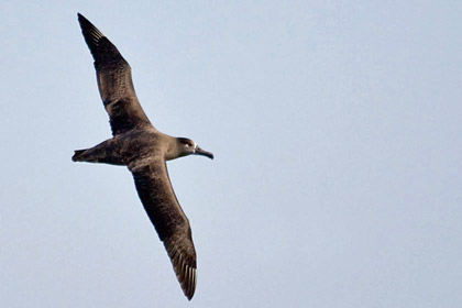Black-footed Albatross Picture @ Kiwifoto.com