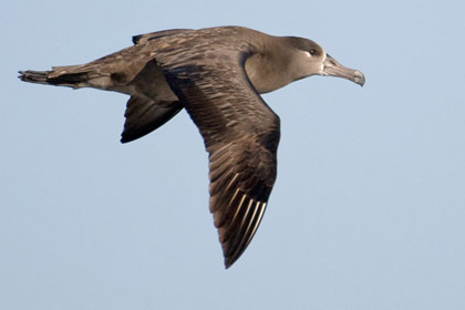 Black-footed Albatross Photo @ Kiwifoto.com