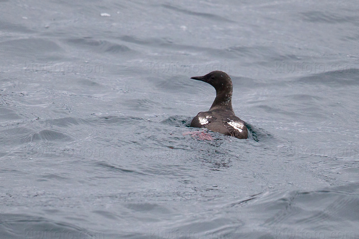 Black Guillemot Image @ Kiwifoto.com
