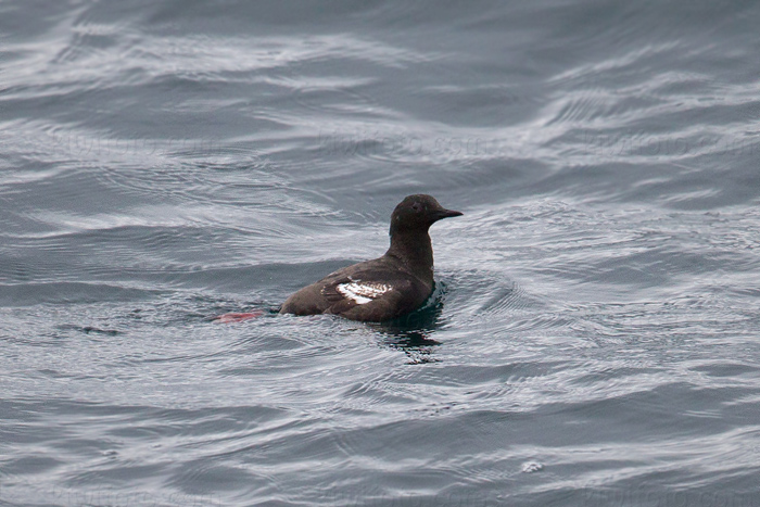 Black Guillemot Picture @ Kiwifoto.com