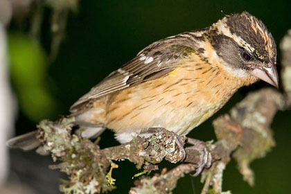Black-headed Grosbeak Photo @ Kiwifoto.com