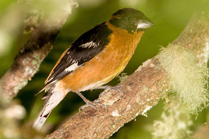 Black-headed Grosbeak Picture @ Kiwifoto.com