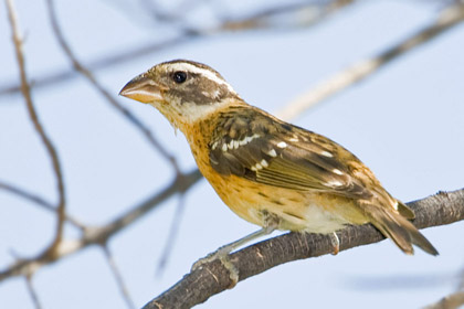 Black-headed Grosbeak Photo @ Kiwifoto.com