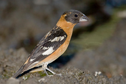 Black-headed Grosbeak Photo @ Kiwifoto.com