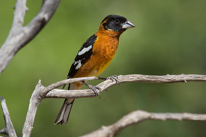 Black-headed Grosbeak Photo @ Kiwifoto.com