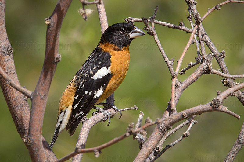 Black-headed Grosbeak Photo @ Kiwifoto.com
