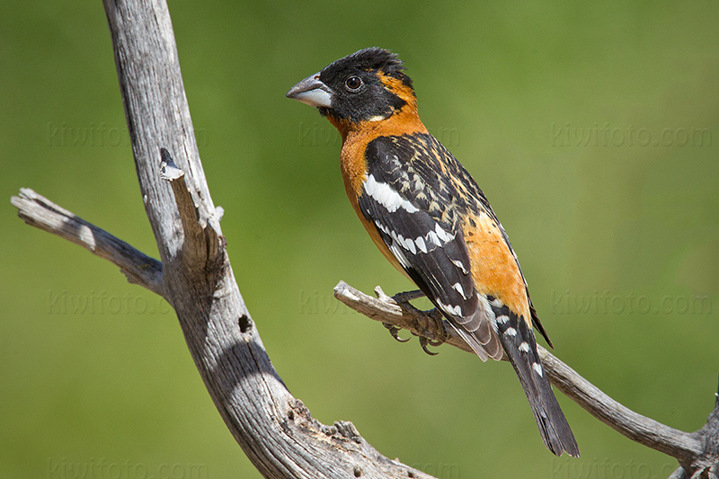 Black-headed Grosbeak Picture @ Kiwifoto.com