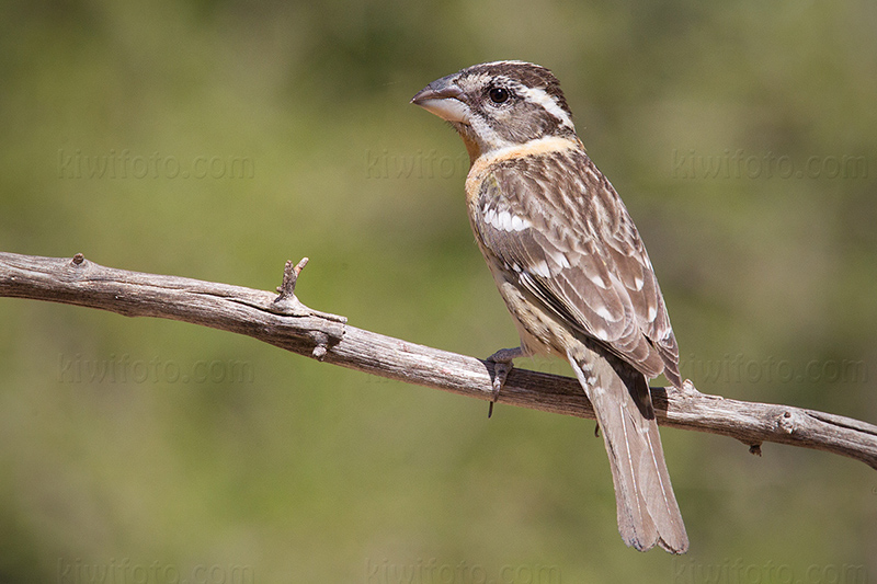 Black-headed Grosbeak Photo @ Kiwifoto.com