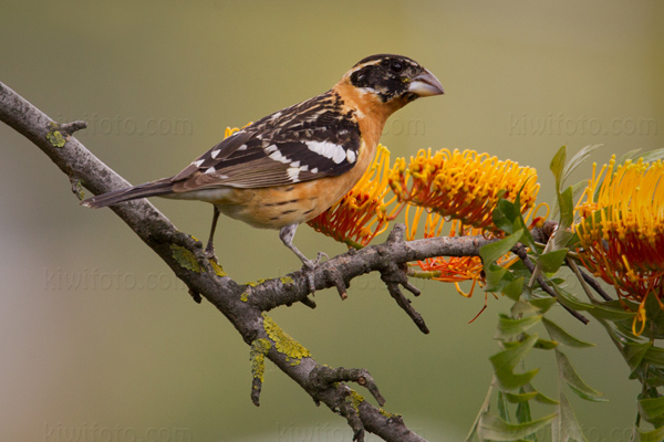 Black-headed Grosbeak Image @ Kiwifoto.com