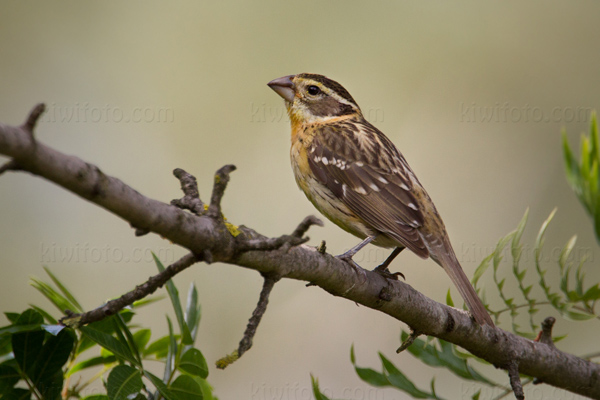 Black-headed Grosbeak Image @ Kiwifoto.com