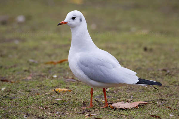 Black-headed Gull Image @ Kiwifoto.com