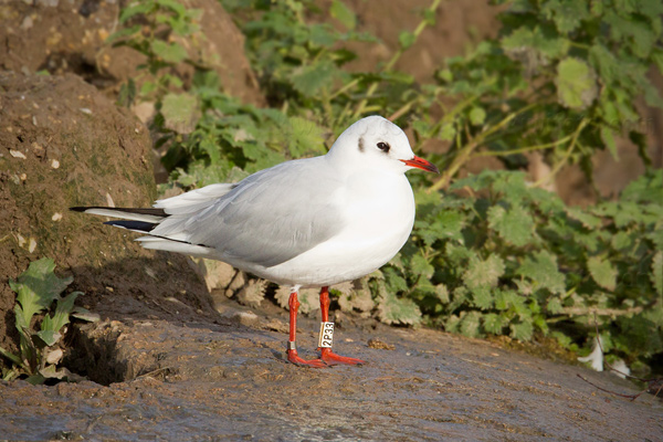 Black-headed Gull Image @ Kiwifoto.com