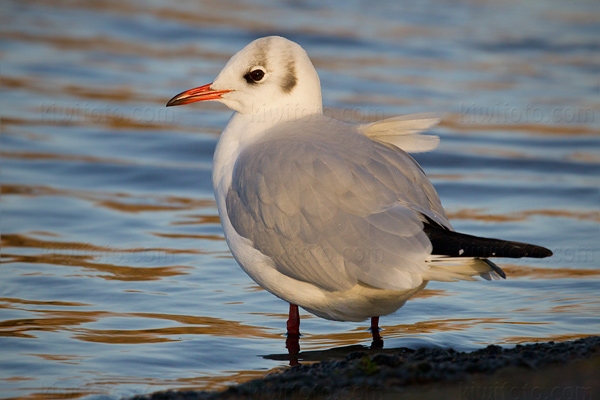 Black-headed Gull Image @ Kiwifoto.com