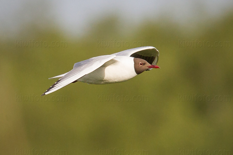 Black-headed Gull Image @ Kiwifoto.com