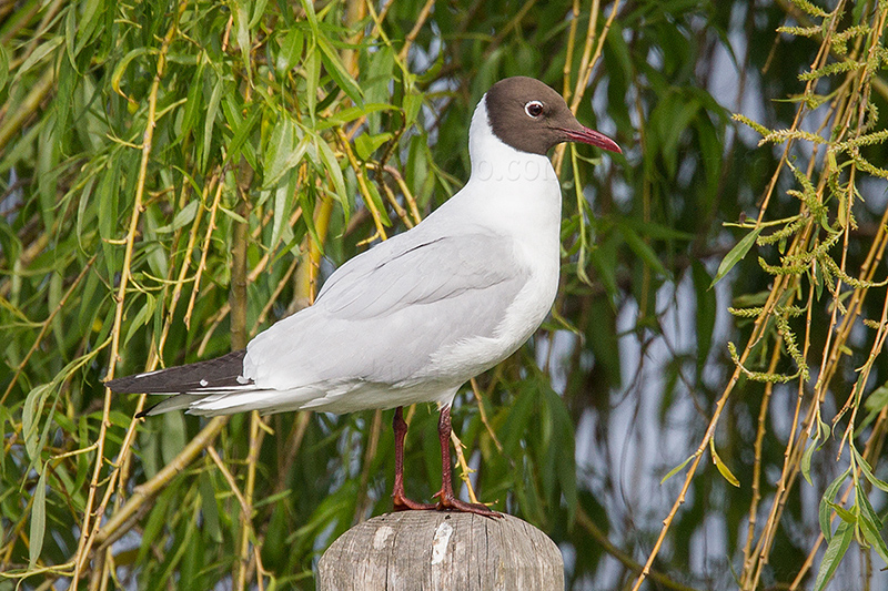 Black-headed Gull Image @ Kiwifoto.com