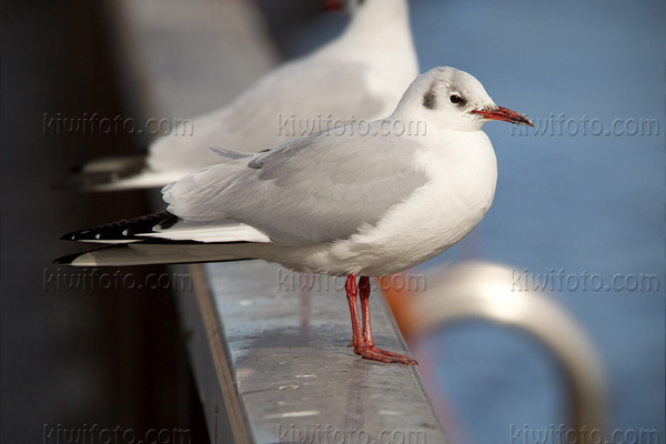 Black-headed Gull Image @ Kiwifoto.com