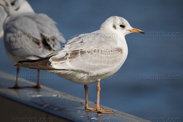 Black-headed Gull Photo @ Kiwifoto.com