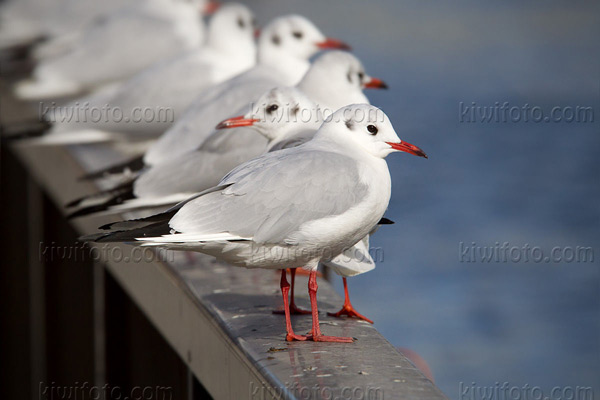 Black-headed Gull Photo @ Kiwifoto.com