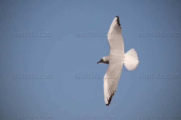 Black-headed Gull Photo @ Kiwifoto.com