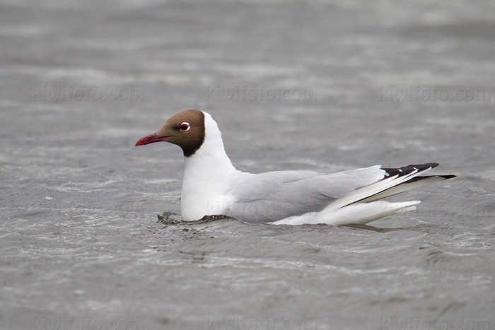 Black-headed Gull Picture @ Kiwifoto.com