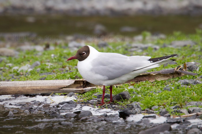 Black-headed Gull Photo @ Kiwifoto.com