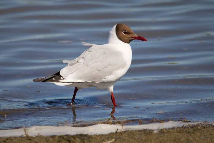 Black-headed Gull Picture @ Kiwifoto.com